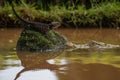 Lizard and crocodile coexisting in wetland habitat Royalty Free Stock Photo