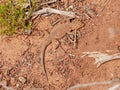 Lizard in the desert Royalty Free Stock Photo