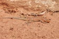 Lizard in the desert Royalty Free Stock Photo