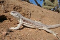 Lizard, Desert Iguana, Dipsosaurus dorsalis dorsalis Royalty Free Stock Photo