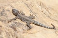 Lizard in the desert Royalty Free Stock Photo