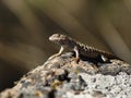 Lizard on a Desert Rock Royalty Free Stock Photo