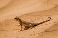 Lizard in the desert on the yellow sand Royalty Free Stock Photo