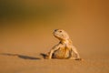 Lizard in the desert on the yellow sand Royalty Free Stock Photo