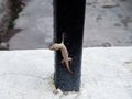 lizard dies on an iron rod.