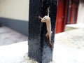 lizard dies on an iron rod.
