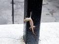 lizard dies on an iron rod.