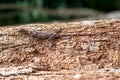 The lizard disguises itself on a tree trunk and is almost invisible. Royalty Free Stock Photo