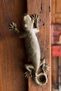 Lizard door knob