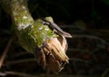 Lizard on a dry tree trunk covered with moss Royalty Free Stock Photo