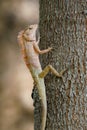 Lizard with dual colors climbing a tree