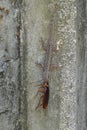 Lizard eating a cockroach on the wall Royalty Free Stock Photo
