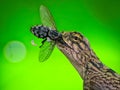 the lizard eats fly green background Royalty Free Stock Photo