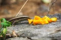 Lizard eats mango on a black rock Royalty Free Stock Photo