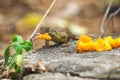 Lizard eats mango on a black rock Royalty Free Stock Photo