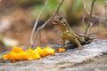 Lizard eats mango Royalty Free Stock Photo