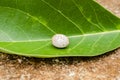 Lizard Egg On Avocado Leaf