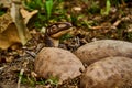 lizard eggs Allosaurus live dinosaur in summer park among green trees. Breathes and blinks. The dinosaur looks around Royalty Free Stock Photo