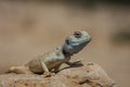 Lizard in Ein Gedi national reserve Royalty Free Stock Photo
