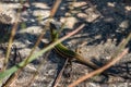 Lizard in nature Gozo Malta