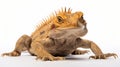 Anabas: A Golden Lizard With Strong Facial Expression On White Background