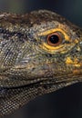 Lizard Eye Royalty Free Stock Photo