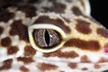 Lizard eye Royalty Free Stock Photo