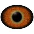 Lizard eye. Isolated brown elliptic eye. Big eye with striped iris