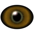 Lizard eye. Isolated brown elliptic eye. Big eye with striped iris Royalty Free Stock Photo