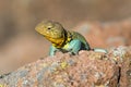 Lizard eying prey Royalty Free Stock Photo