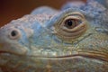 Lizard face close up in Zoo