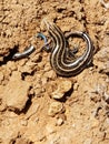 Blue tail lizards