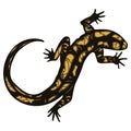 Lizard - Fiery Salamander Royalty Free Stock Photo