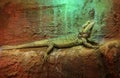 Lizard on the Finlands zoo Royalty Free Stock Photo