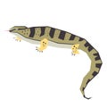 Lizard flat illustration