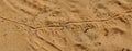 Lizard footprints in the sand trails, detailed close up macro in red cliffs desert reserve in by St George Utah, USA