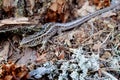Lizard in the forest Royalty Free Stock Photo