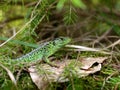 Lizard Royalty Free Stock Photo
