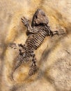 Lizard fossil on yellow stone background