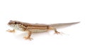 Lizard Royalty Free Stock Photo