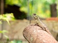 Lizard, galliwasp or chameleon on timber tree which is camouflage to survive in nature