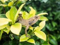 Lizard, galliwasp or chameleon Royalty Free Stock Photo