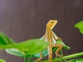 Lizard, galliwasp or chameleon is on tree which is camouflage to survive in nature