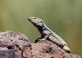 Lizard, Gallotia Galloti, Tenerife, Canary Islands Royalty Free Stock Photo