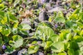 Lizard in the garden green grass, natural camouflage, wild nature animal Royalty Free Stock Photo