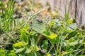 Lizard in the garden green grass, natural camouflage, wild nature animal Royalty Free Stock Photo