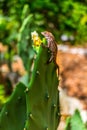 Lizard in Garden