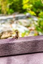 Lizard in Garden