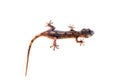 Lizard Gecko on white background Royalty Free Stock Photo