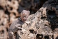 Lizard in Geopark of Al Huqf Al Wusta, Oman